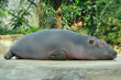 Hippo Baby 3