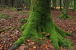 Bemooster Baumstam Bemooster Baumstam