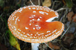 champignon