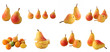 fruits