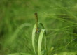 Libellule