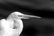 Great Egret II
