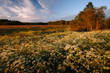 Summer meadow in countryside