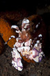 Harlequin Shrimp feeding on orange starfish