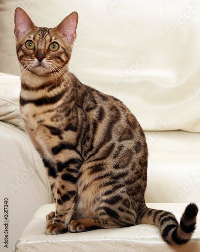 Photo: magnifique chat bengal assis sur le canapé blanc magnifique chat bengal assis sur le canapé blanc