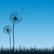 blaue Pusteblume