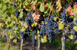 Foto: Wein Wein