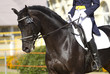 dressage horse dressage horse