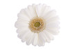 Foto: weiße Gerbera - schattenfrei isoliert weiße Gerbera - schattenfrei isoliert