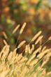 Foto: blooming grass in autumn blooming grass in autumn