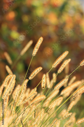 Foto: blooming grass in autumn blooming grass in autumn