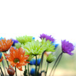 Multicolored Daisy Flowers