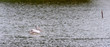Pelican