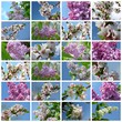 Spring Collage