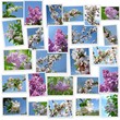 Spring Collage
