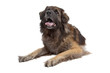 Leonberger isolated on white Leonberger isolated on white