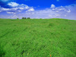 grünes Feld