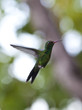 Green-breasted Mango (Anthracothorax prevostii) hummingbird Green-breasted Mango (Anthracothorax prevostii) hummingbird