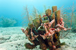 Coral gardens in the sand Coral gardens in the sand
