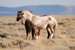 Prancing Stallions of Pilot Butte Mustang Herd