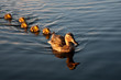 Mother mallard and her family of ducklings Mother mallard and her family of ducklings