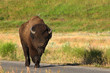 Buffalo walks along the road