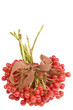 A bunch of viburnum on a white background