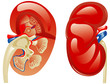 Kidney in a cut and whole Kidney in a cut and whole