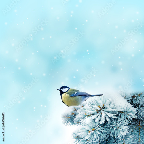 Photo: bird (great titmouse ) in winter time bird (great titmouse ) in winter time
