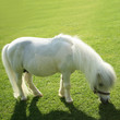 Photo: an image of a single white pony an image of a single white pony