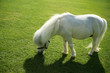 Photo: an image of a single white pony an image of a single white pony