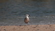 Gaviota defeca y vuela