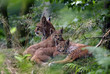 Luchsfamilie