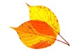 Autumn comes around.