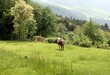 Running cow looking ahead