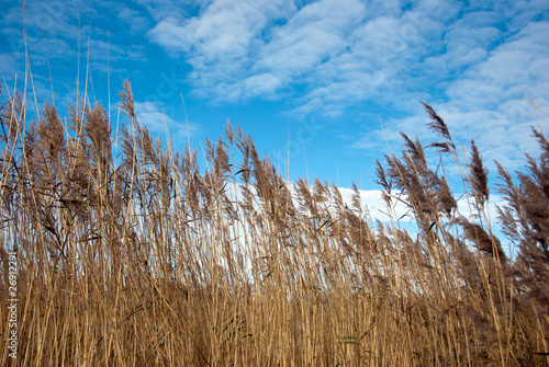 Photo: grass in the wind grass in the wind