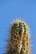 zimmerkaktus