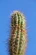 zimmerkaktus