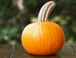 Photo: Pumpkin Time Pumpkin Time