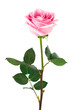 single rose