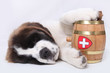 A Saint Bernard puppy with rescue barrel around the neck