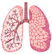 Vector: Human lungs Human lungs