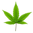 Cannabis leaf isolated on white background. Cannabis leaf isolated on white background.