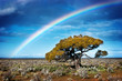 Rainbow Tree