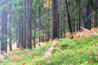 Beautiful Autumn