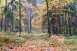 Beautiful Autumn