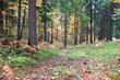 Beautiful Autumn