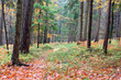 Beautiful Autumn