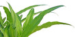 feuilles d'agave