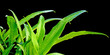 feuilles d'agave sur fond noir